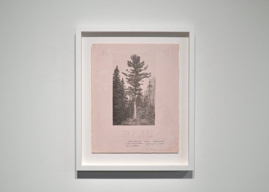 Pine A to Z