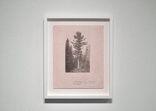 Pine A to Z